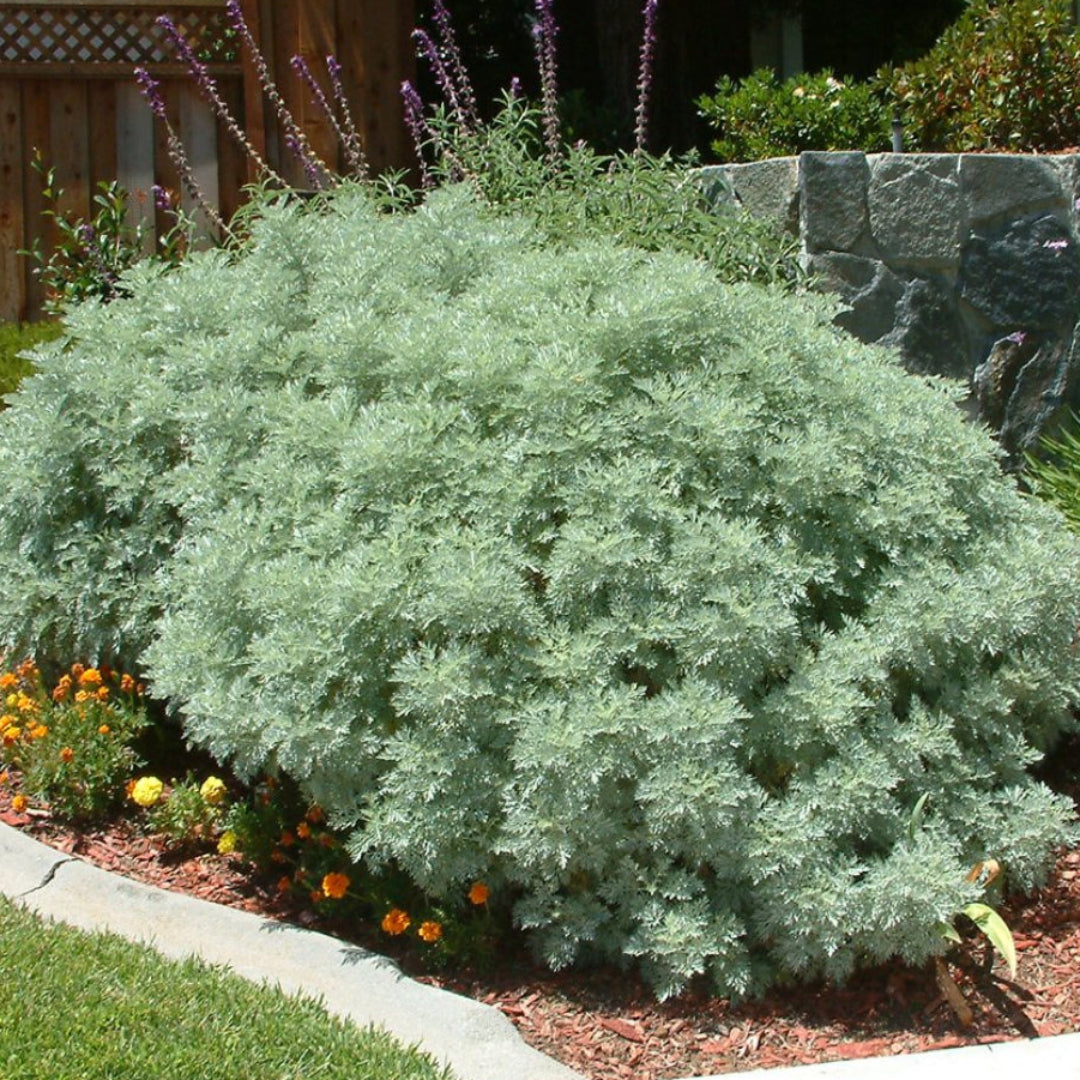 Artemisia artemisia