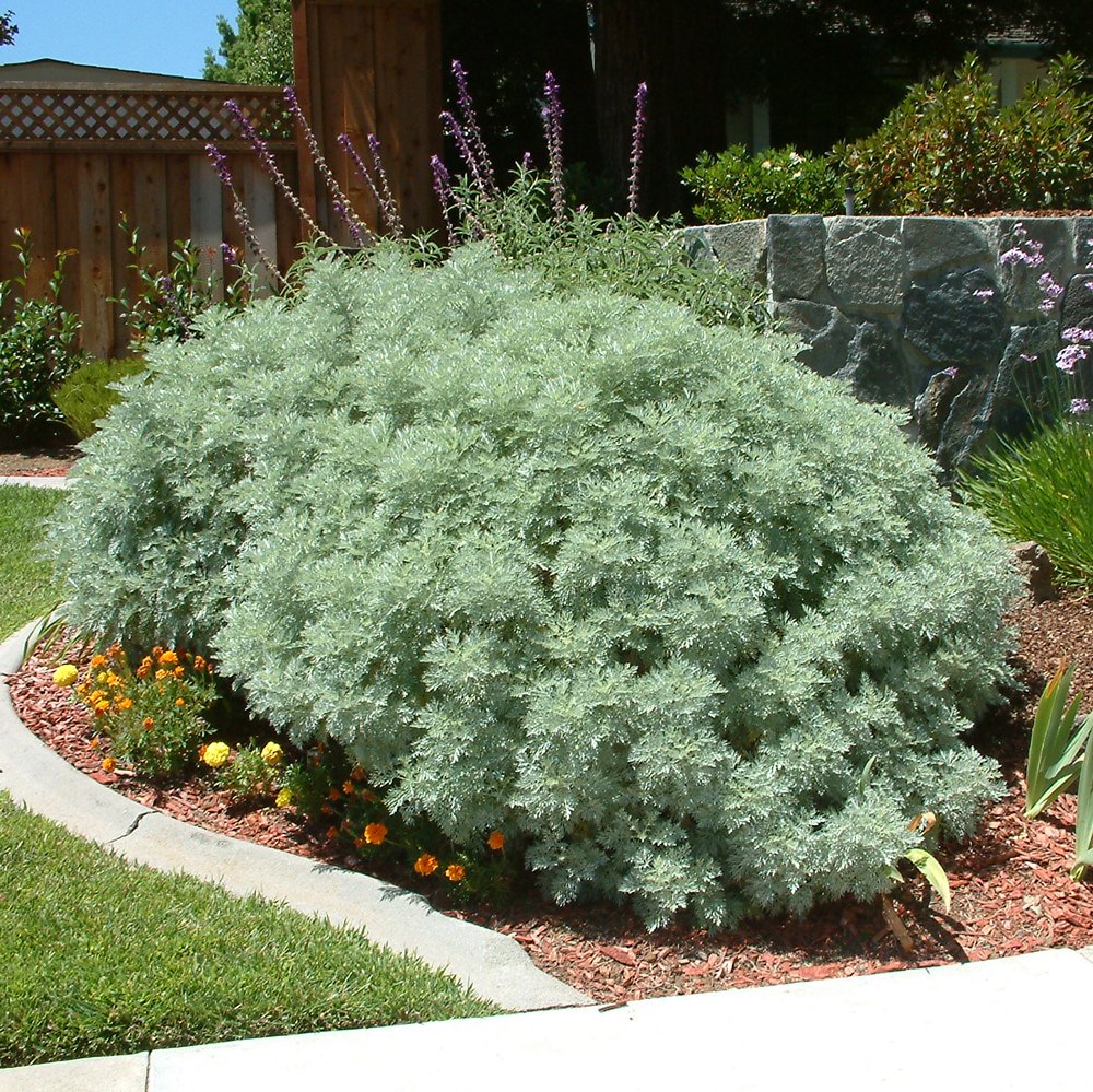 Artemisia 'Powis Castle' Wormwood- S a Beautiful Foliage Plant with Finely Textured Silver-Gray Foliage and An Attractive Mounding Habit.