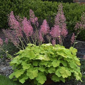 (1 Gallon) Heuchera Primo &
