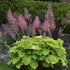 (1 Gallon) Heuchera Primo &