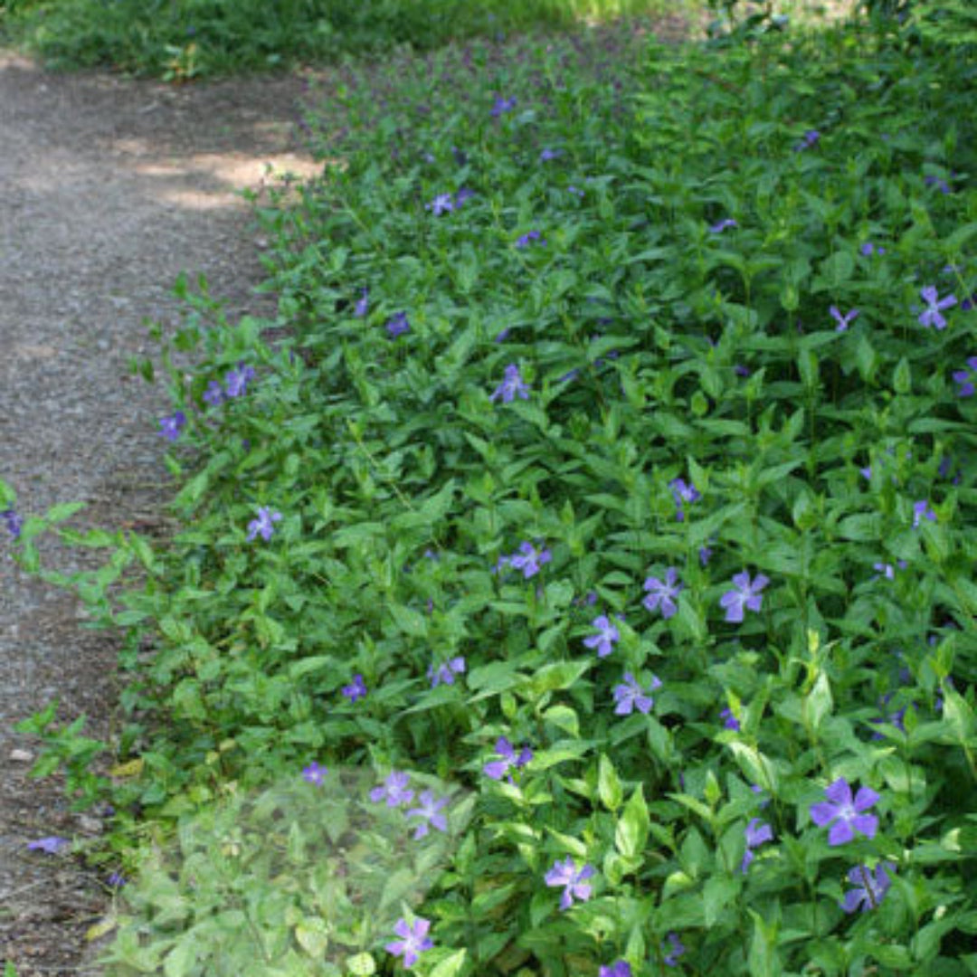 Vinca Minor ground cover plant with evergreen green foliage and trailing growth