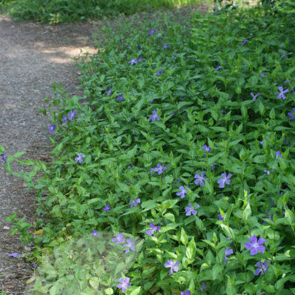 Vinca Minor ground cover plant with evergreen green foliage and trailing growth