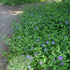 Vinca Minor ground cover plant with evergreen green foliage and trailing growth