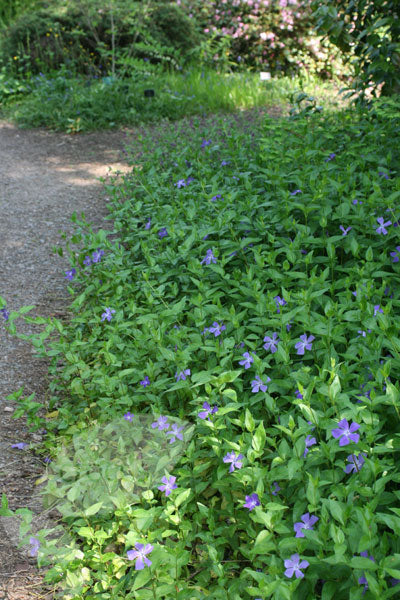 (10 Count Flat-4 Inch Pots)Vinca Minor Periwinkle -This Ground-Hugging, Evergreen, Trailing Groundcover Has Dark Green Leaves with Yellowish-White Edges.