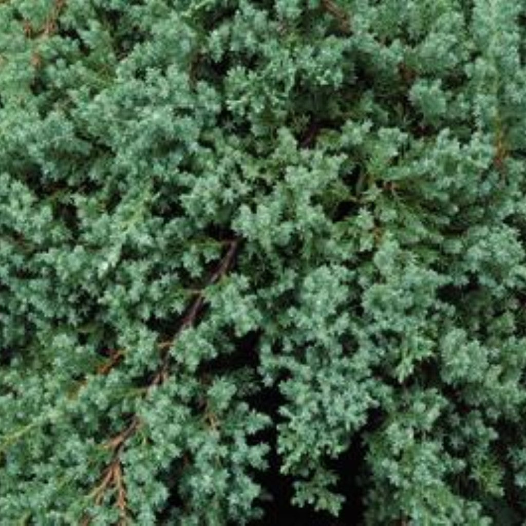 Procumbens Nana Juniper- Great for Bonsai