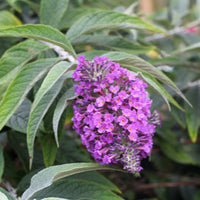 Buddleia 'Purple Haze' Lo & Behold