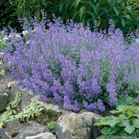 (1 Gallon) 'Purrsian Blue Catmint
