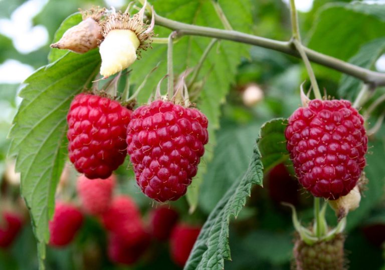 Caroline Raspberry