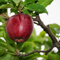 Red Delicious Apple Tree with ripe apples