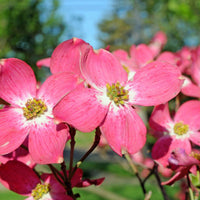 Red Flowering Dogwood Tree with vibrant petals