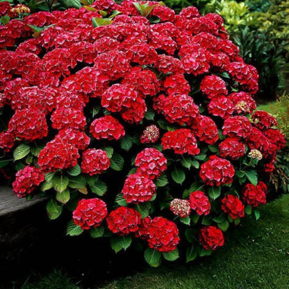 Red Hydrangea Shrub with stunning red blooms