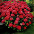 Red Hydrangea Shrub with stunning red blooms