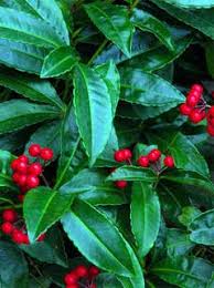 (1 Gallon) Ardisia Japonica Marlberry