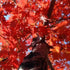 Red Oak Tree- Produces Excellent Leaves That Emerges As a Pinkish-Red, Turning Lustrous Dark Green In Summer, and Changing To Reddish Color In Autumn.