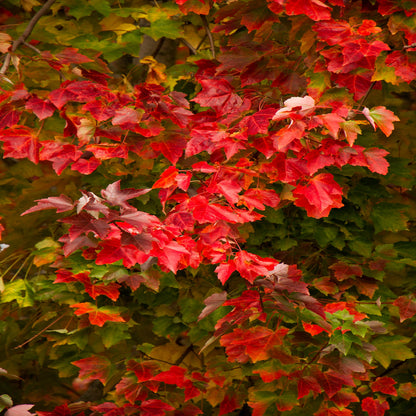 Acer Rubrum &