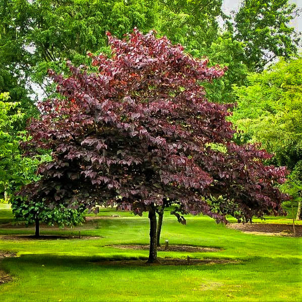 Forest Pansy Redbud