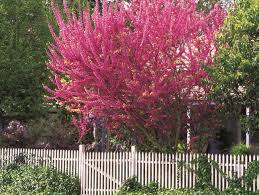 Redbud Tree, Red Buds Open Into Beautiful Purple Pink Flowers Appearing All Over The Tree and Even The Trunk In Early Spring