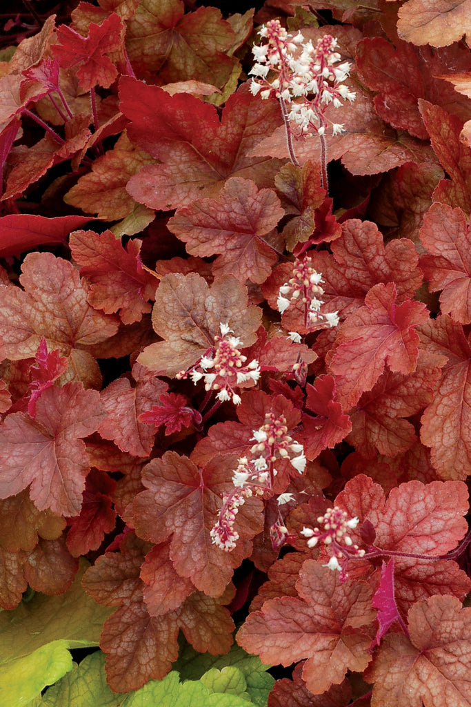 (1 Gallon) Heucherella Fun and Games Red Rover Pp28751 Foamy Bells Proven Winners® -Intense Red Leaves and Incredibly Lobed Foliage