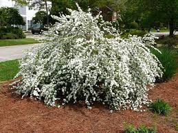 (3 Gallon) Reeves Spirea, Bridal wreath spirea