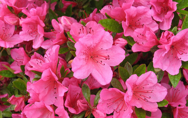 Girards Renee Michelle' Azalea, Deep Pink Blooms, Evergreen Shrub, Cold Hardy Upto -10 To 0 F
