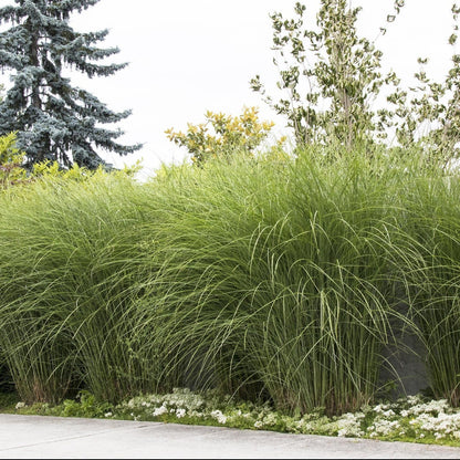 Dwarf Maiden Grass