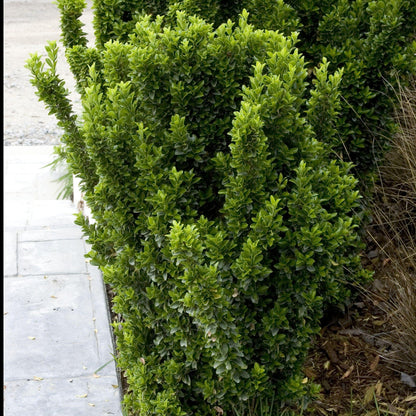 Green Spire Euonymus