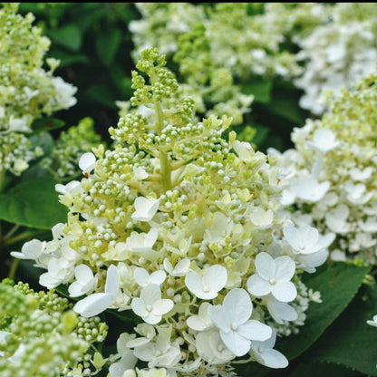 Hydrangea Baby Lace