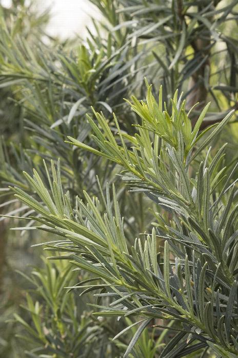 Podocarpus macrophyllus ‘Maki’