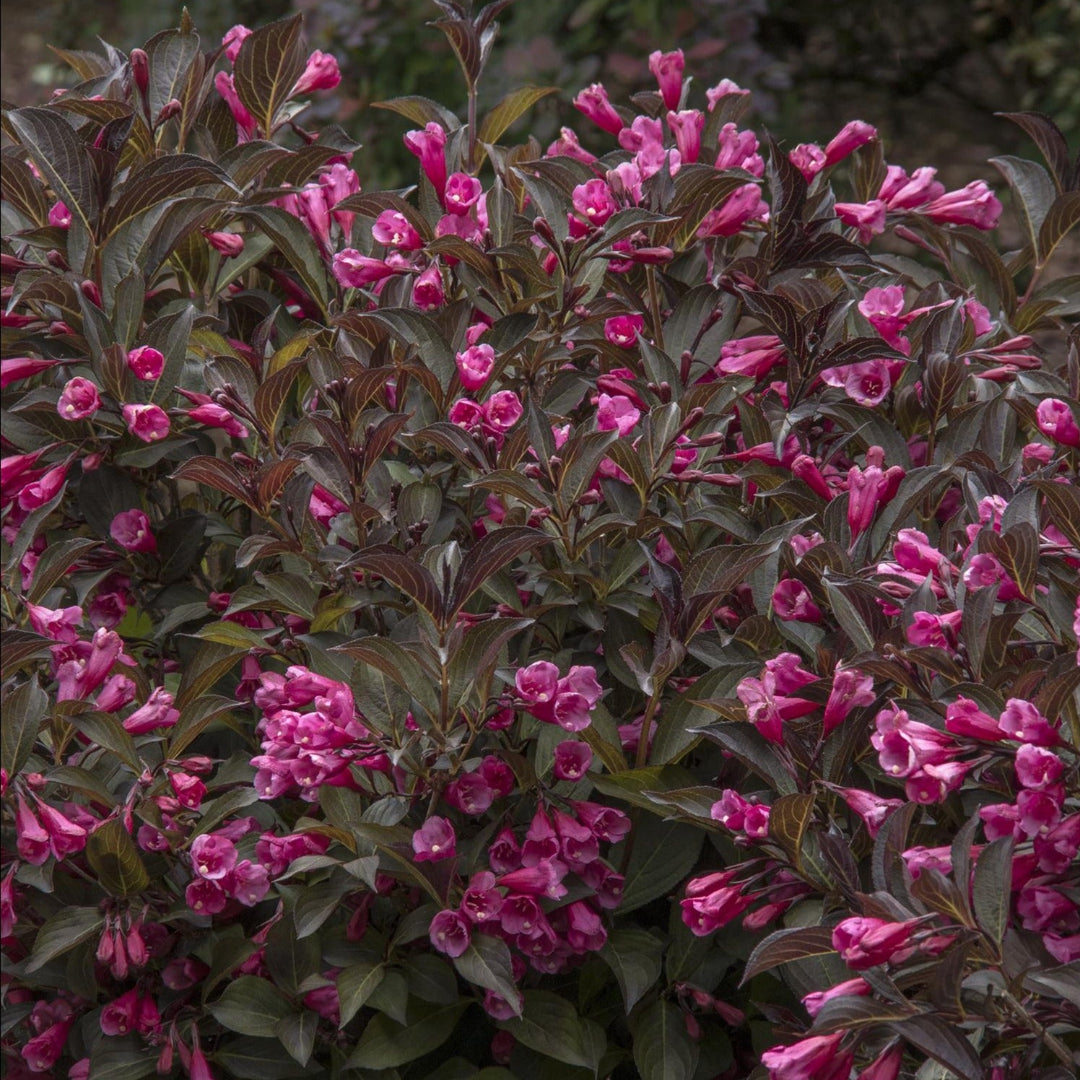 Wine &amp; Roses Weigela