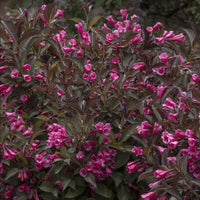 Wine & Roses Weigela