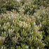 Snowcap Indian Hawthorn