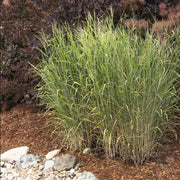 Heavy Metal Blue Switch Grass