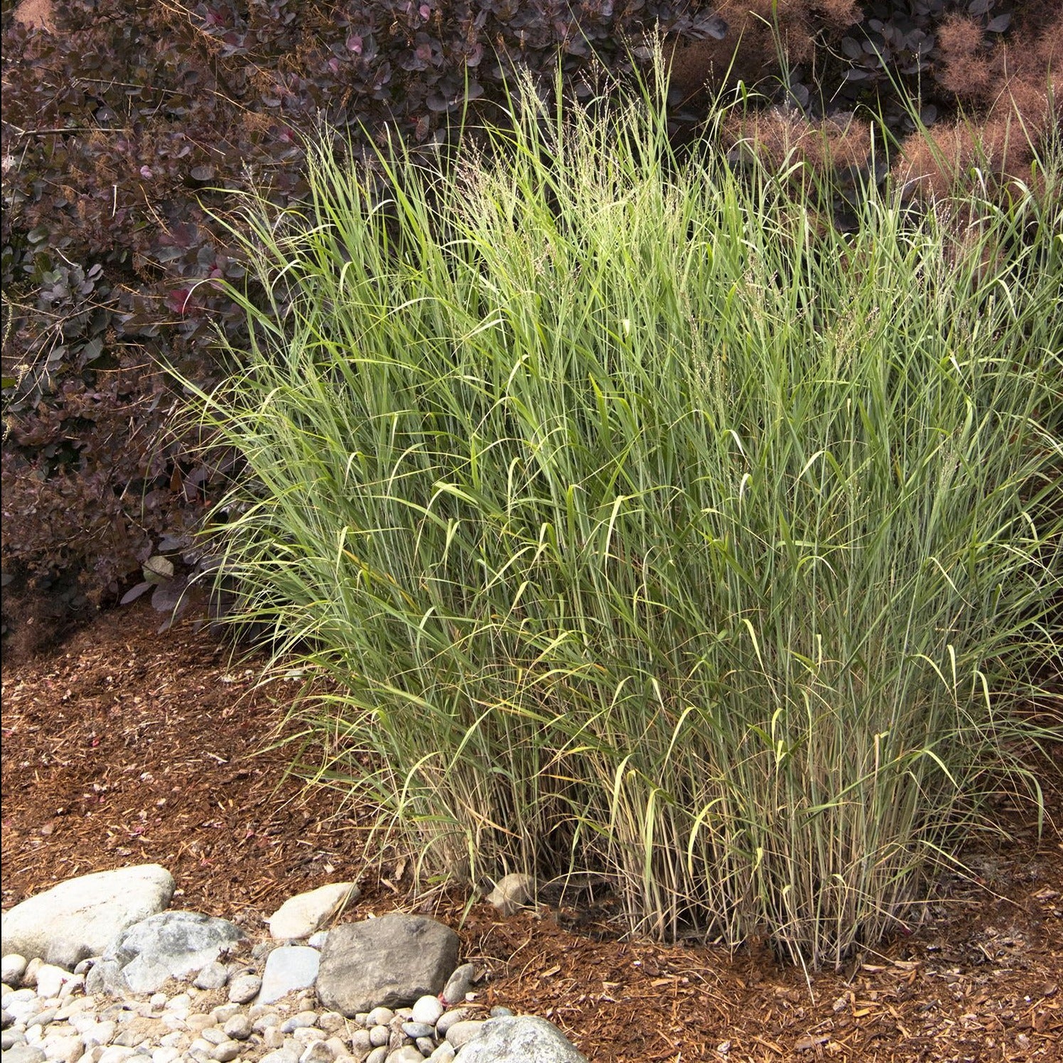 Heavy Metal Blue Switch Grass