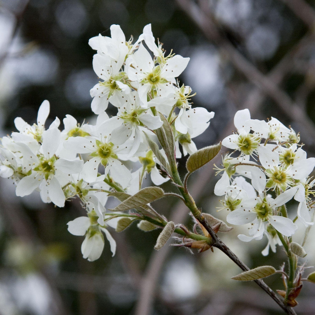 Serviceberry Examples Serviceberry Bush Shrub