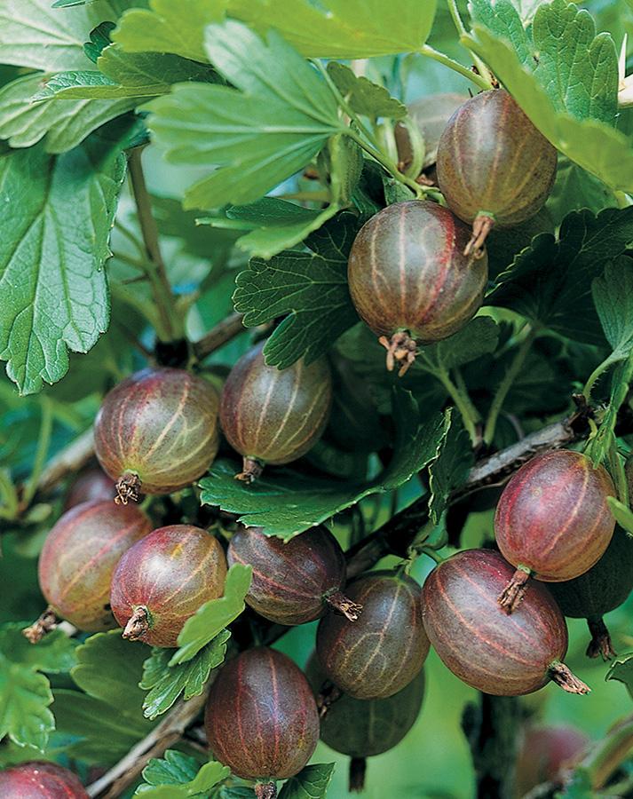 Pixwell Gooseberry Tree