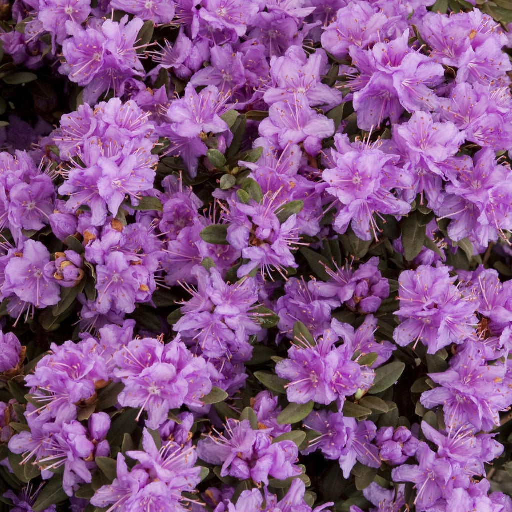 Rhododendron Purple Gem