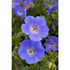 1 Gallon Pot: Geranium X &
