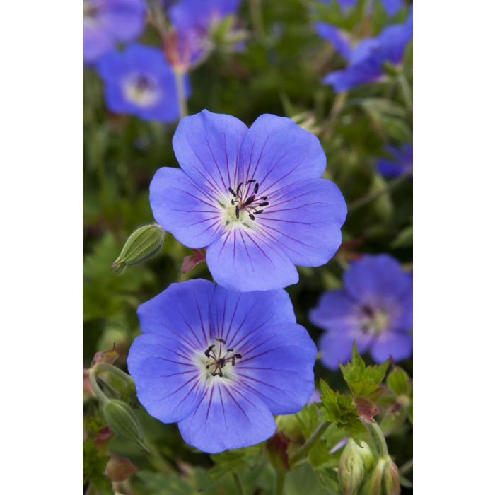1 Gallon Pot: Geranium X 'Rozanne' Cranesbill Pp12175. Cranesbill. Vivid Violet-Blue Flowers In Early Summer