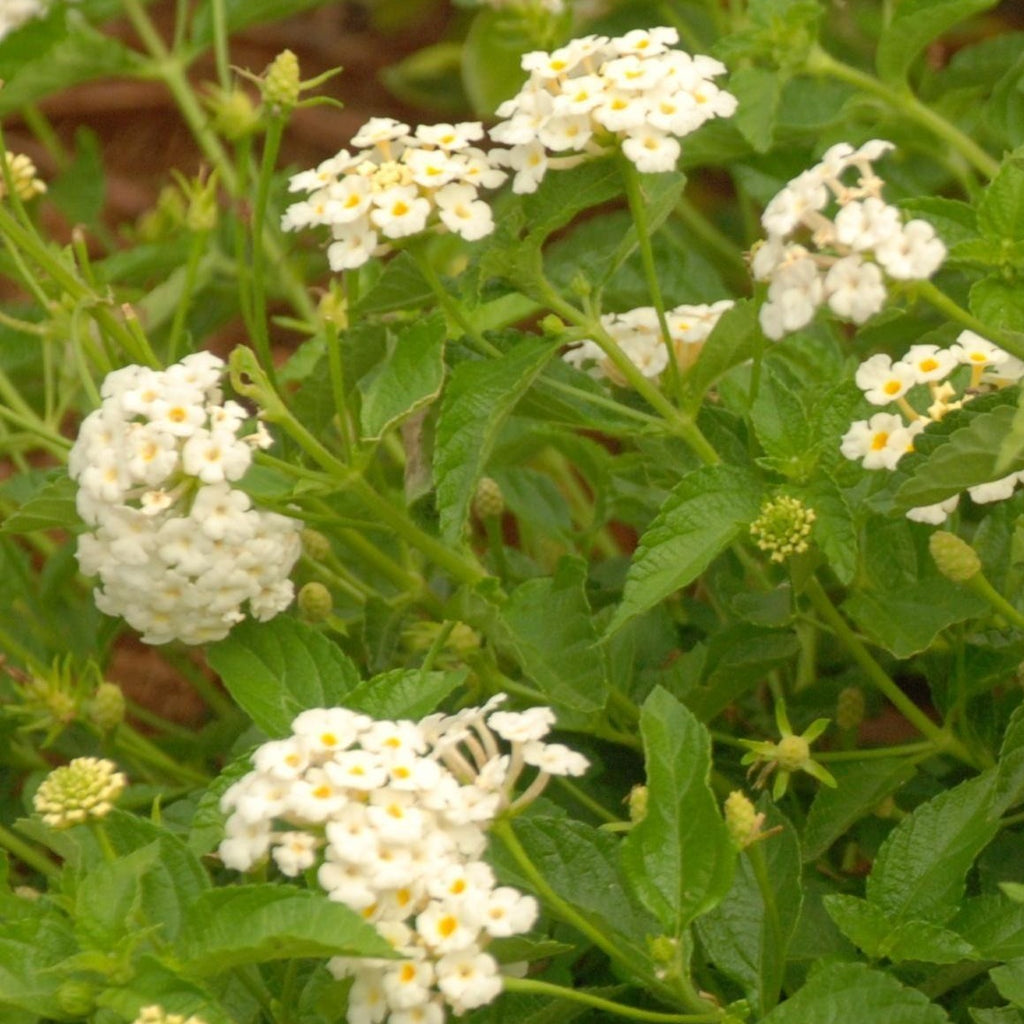 Lantana Montevidensis 'Trailing White'