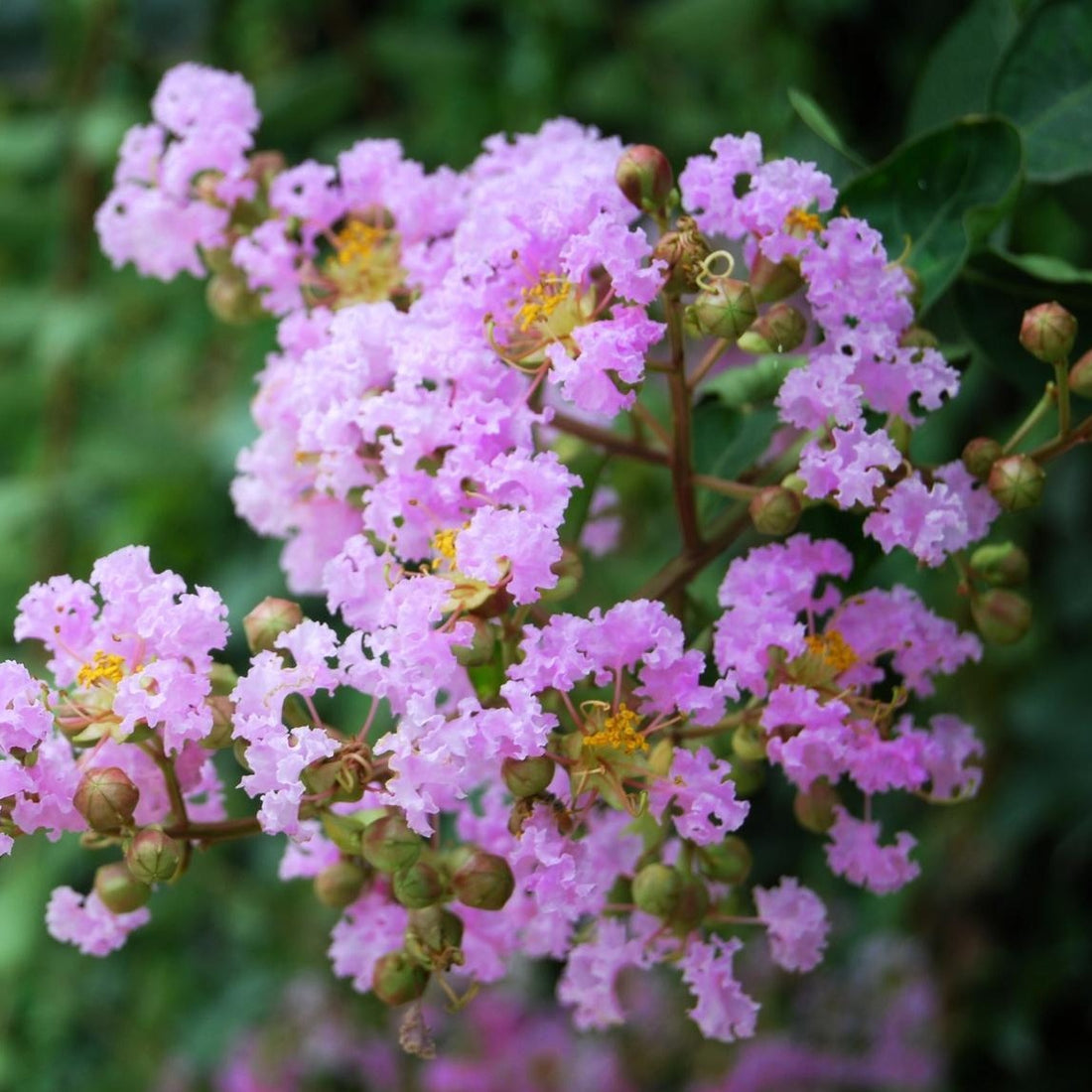 Muskogee Crape Myrtle Tree with lavender blooms