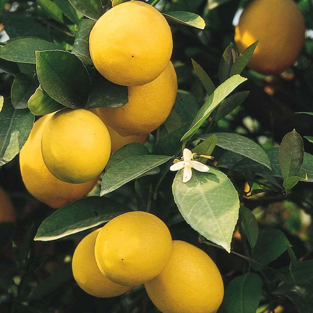 Meyer Lemon Tree