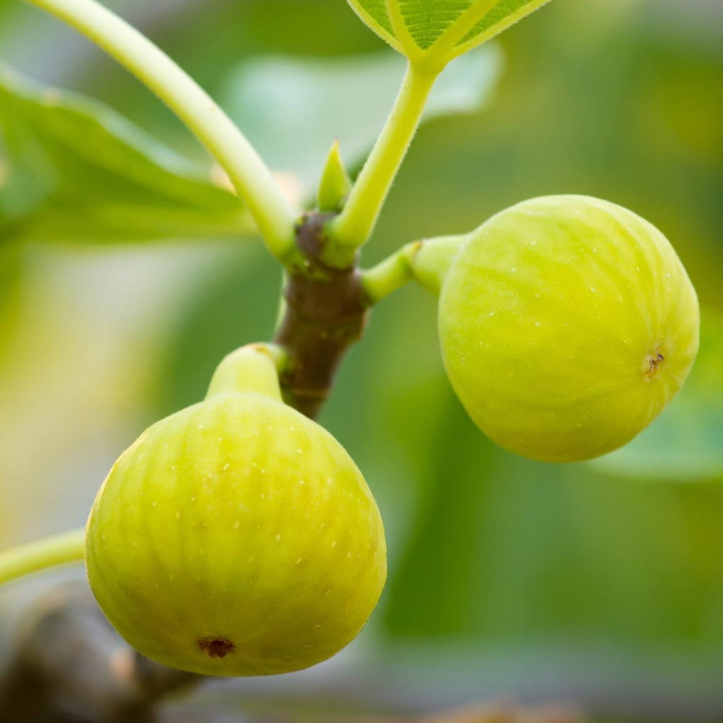Desert King Fig Tree - Exceptionally Large, Green-Skinned Fruit