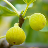 Desert King Fig Tree full of ripe figs in the garden