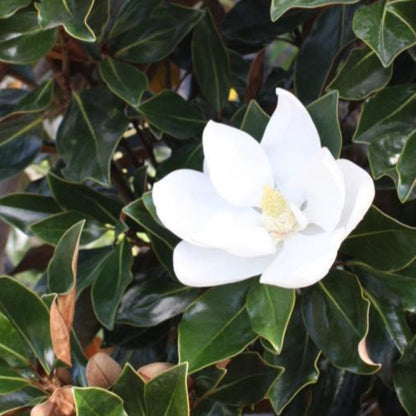 Magnolia Brittany Huge White Flowers (Semi Dwarf) - Good For Smaller Places.