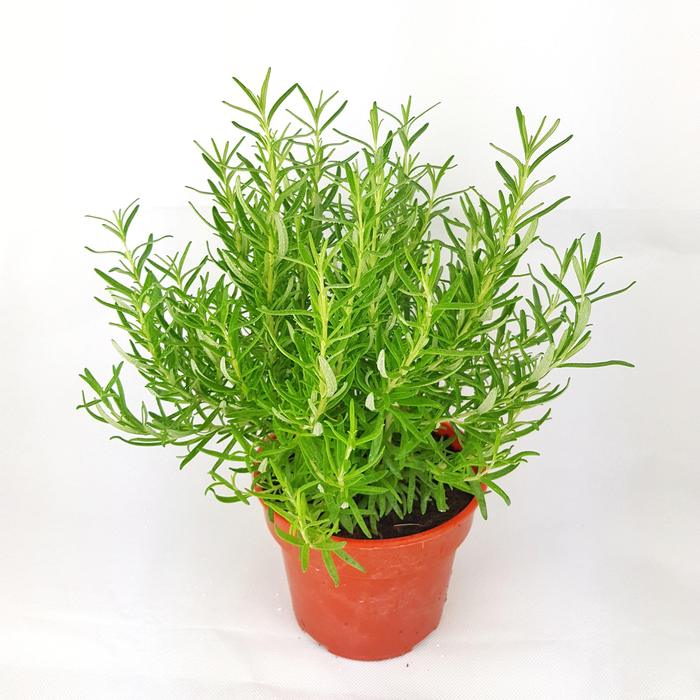 Prostratus Rosemary- Green Pine-Like Fragrant Foliage, Small Mauve Flower In Early Spring, Needs Well Drained Soil.