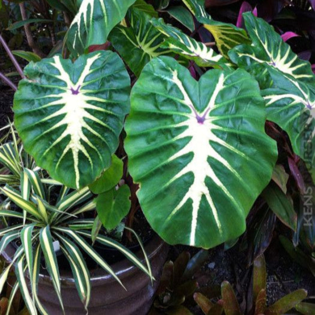 (1 Gallon) Royal Hawaiian White Lava Elephant Ear-Forms a Tight Clump That Provides a Tropical Look