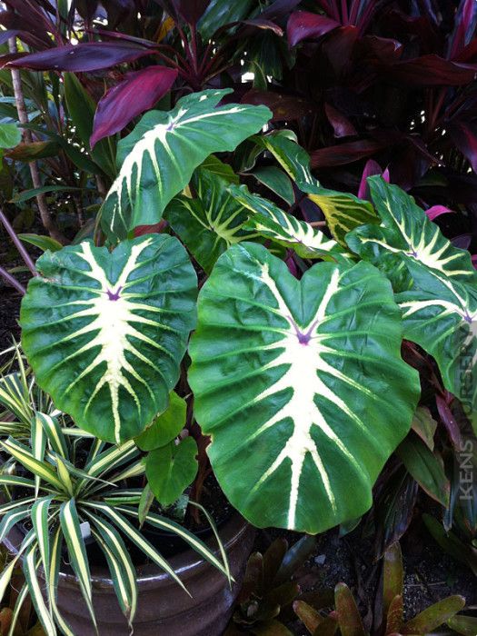 (1 Gallon) Royal Hawaiian White Lava Elephant Ear-Forms a Tight Clump That Provides a Tropical Look