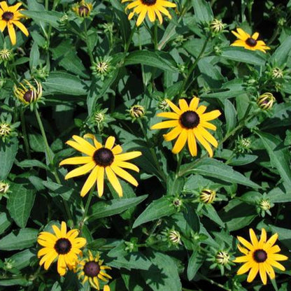 Rudbeckia Fulgida &
