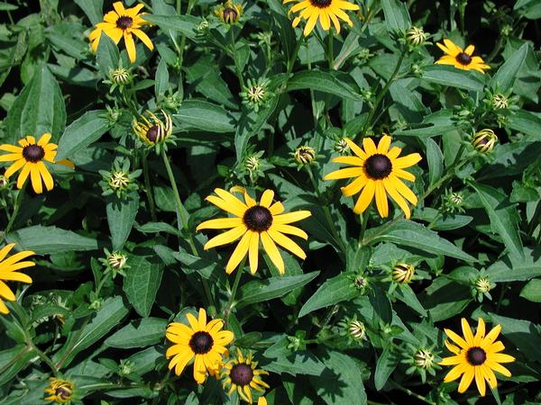 Rudbeckia Fulgida 'Goldstrum' Black Eye Susan Gorgeous Golden Yellow Blooms with Black Cone Centers Begin In Summer and Last Into Fall.