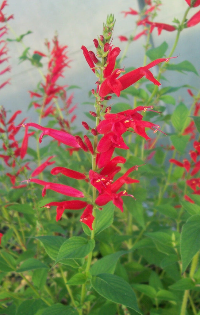 (Liner/Starter) Salvia Elegans , Honeydew Melon Sage Liner Starter Plant In 3" Pot